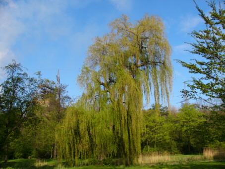 Trauerweide02