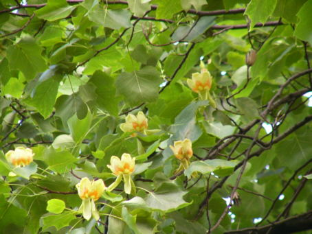 Tulpenbaum01