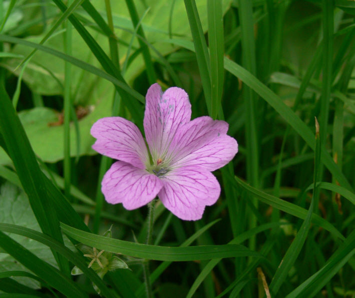 Waldstorchenschnabel_01