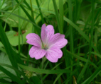 Waldstorchenschnabel_02
