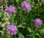Wiesenflockenblume2