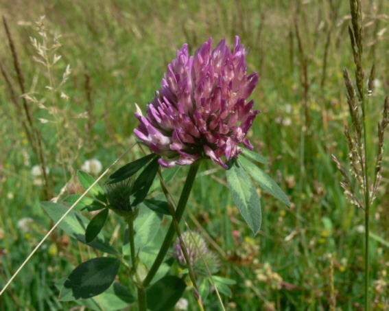 Wiesenklee