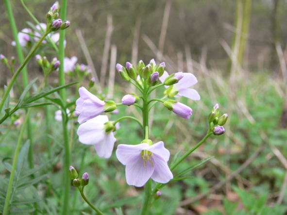 Wiesenschaumkraur