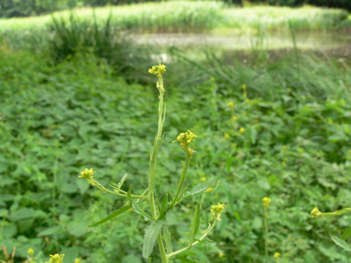 Wildrauke