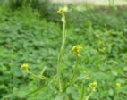 Wildrauke01