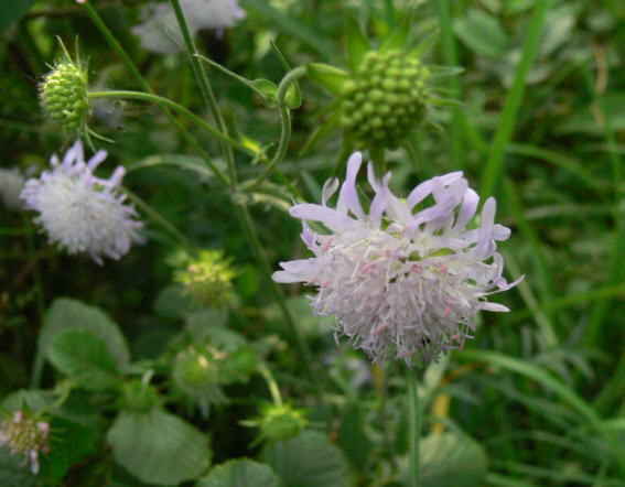 Witwenblume